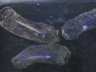 “蛟龙”号采集到神秘未知生物