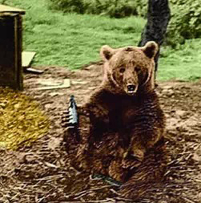 唯一一只参加过二战的熊