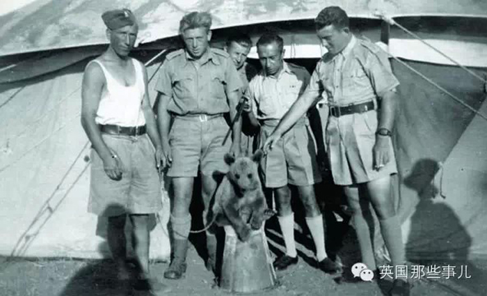 唯一一只参加过二战的熊