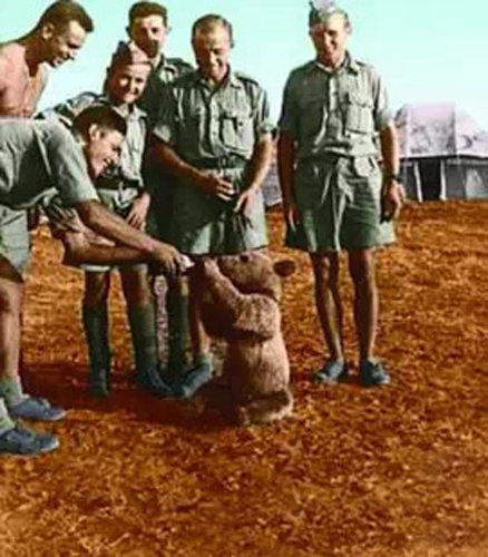 唯一一只参加过二战的熊