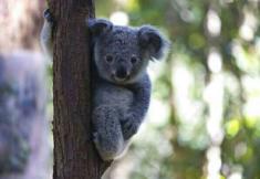 考拉外交考普京