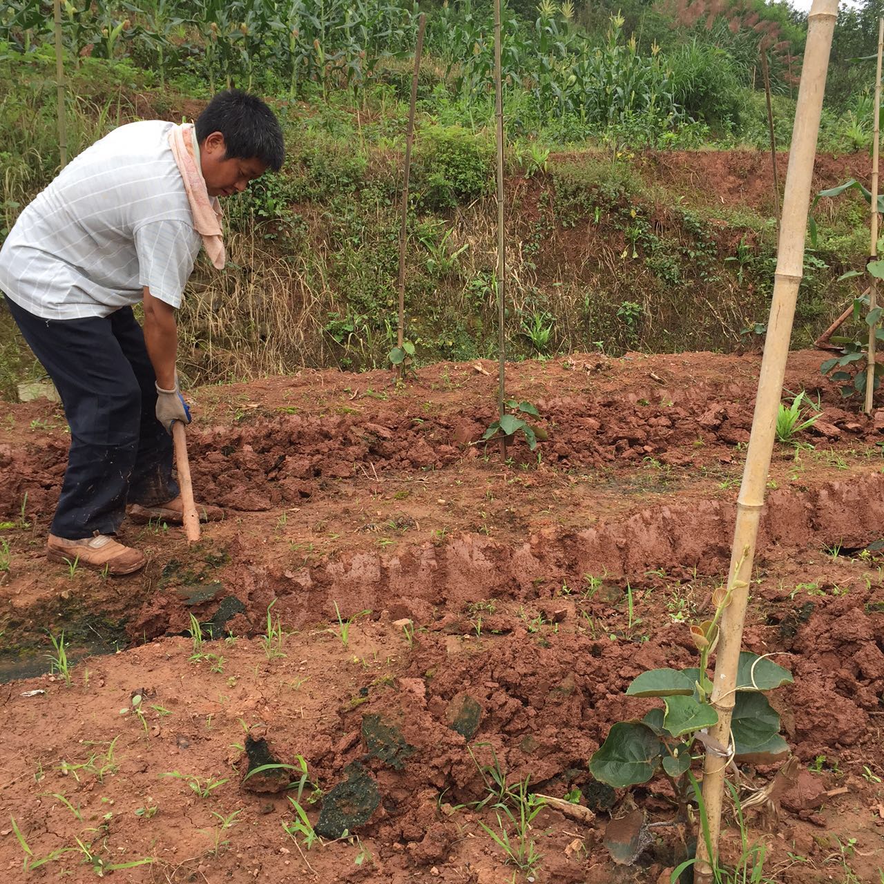 34岁辞职副县长：目睹故乡破败 再不回来无人做事