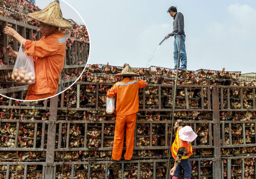 车主浇水给活鸡降温 清洁工爬上货车捡鸡蛋