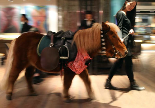 世界著名短腿马亮相南京 温顺呆萌迷倒众人