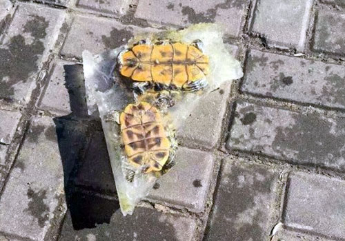 寒潮来袭 乌龟结冰