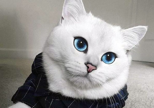 英国蓝眼美猫爆红网络