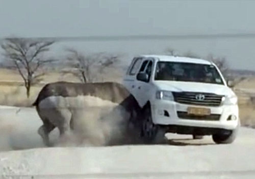 非洲犀牛全速冲撞满载游客汽车