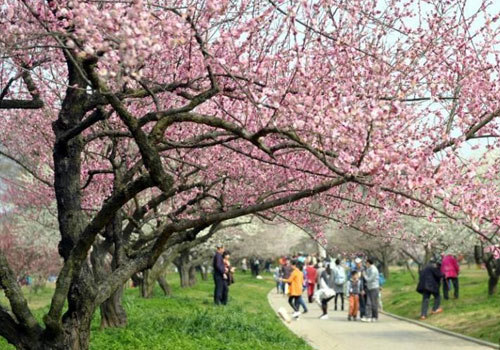 武汉万梅齐放春意浓