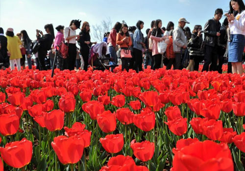 昆明60万株郁金香盛开 引万人排队赏花