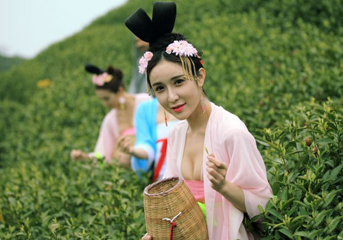 唐装美女“穿越”踏青采茶秀身姿