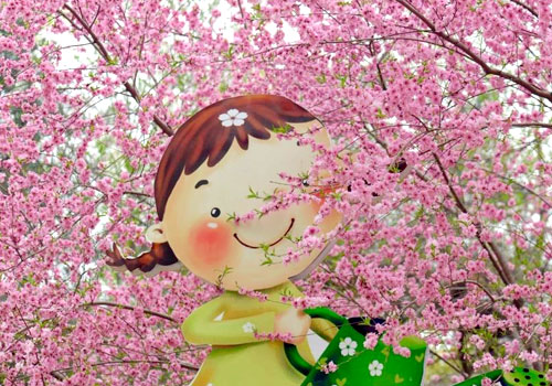 北京玉渊潭2000株樱花即将进入凋谢期