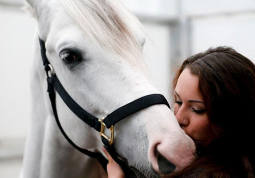 40匹明星宝马抵京 即将带来顶级演出