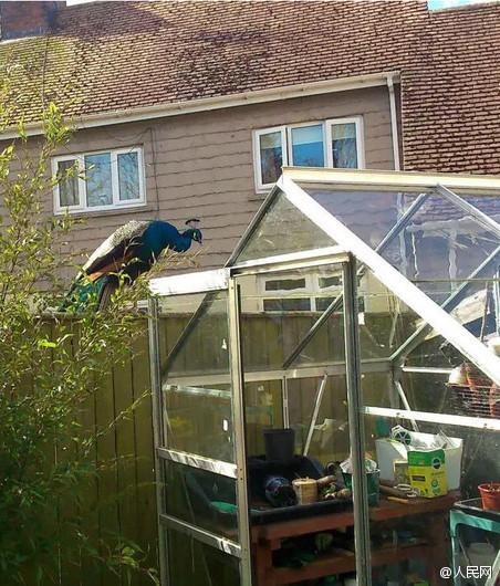 英国一村庄被孔雀占领 