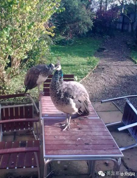 英国一村庄被孔雀占领 