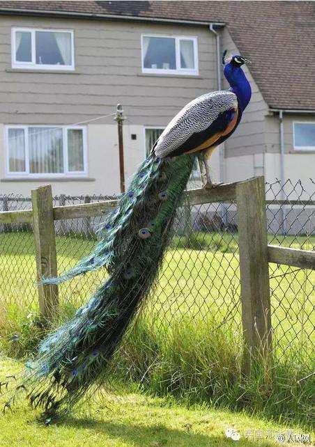 英国一村庄被孔雀占领 