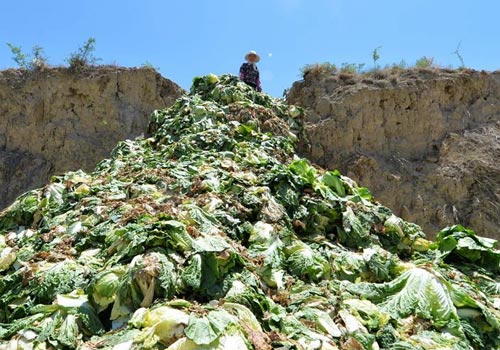 兰州：高原夏菜滞销遭大面积倾倒