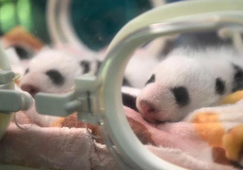 重庆动物园新生双胞胎大熊猫首次亮相