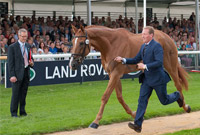 李理：肥马可耻