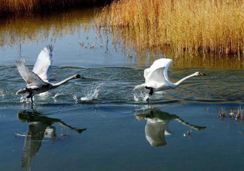 甘肃成群天鹅金秋戏水