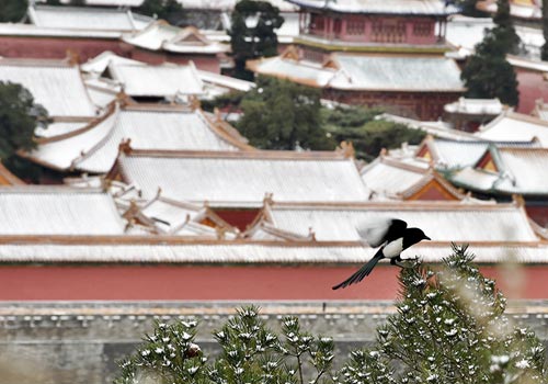 京城迎今冬首场降雪