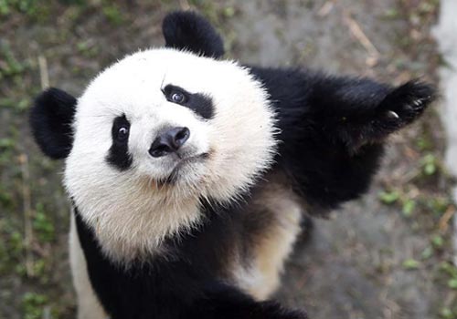 旅美大熊猫归国首秀