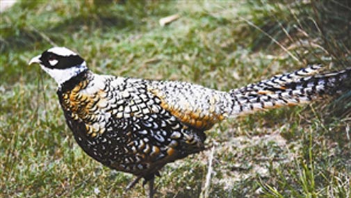鸡年深圳野生动物园各种名鸡吸引港客