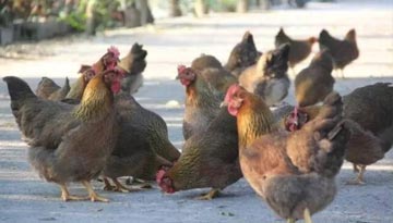 清远美味养生鸡 酸奶人参作饲料