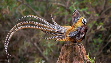 雉鸡翎——齐天大圣也忘形