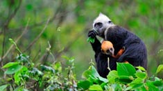 喀斯特山林的黑白精灵