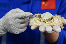 “发现”号在南海采集到大量冷泉生物