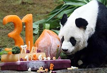 全球最长寿圈养雄性大熊猫