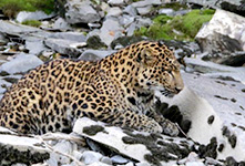四川炉霍现野生花豹
