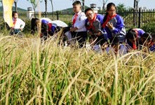 我国高产"海水稻"试种成功