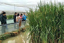 中科院推出高产水稻新种质