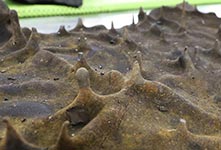 "向阳红01"获得形态奇特玄武岩