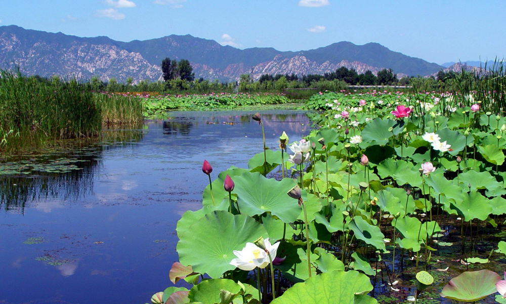 翠湖国家城市湿地公园