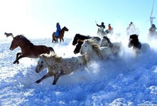 锡林郭勒牧民驯马 场面壮观