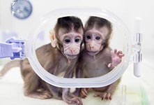 两只克隆猴在中国诞生