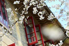 武汉大学樱花绽放