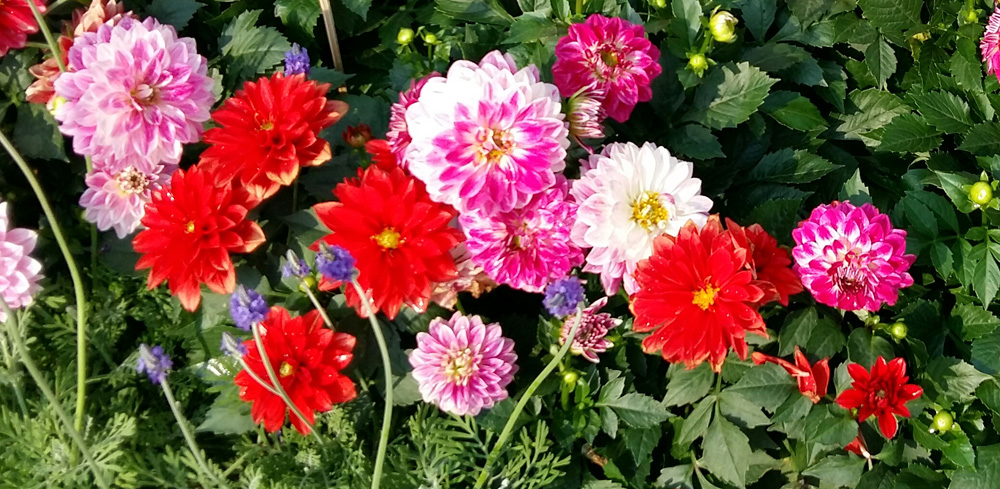 大丽花提醒人们“心花放”/荃 葵