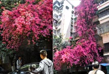 簕杜鹃攀爬九层成“花瀑布”