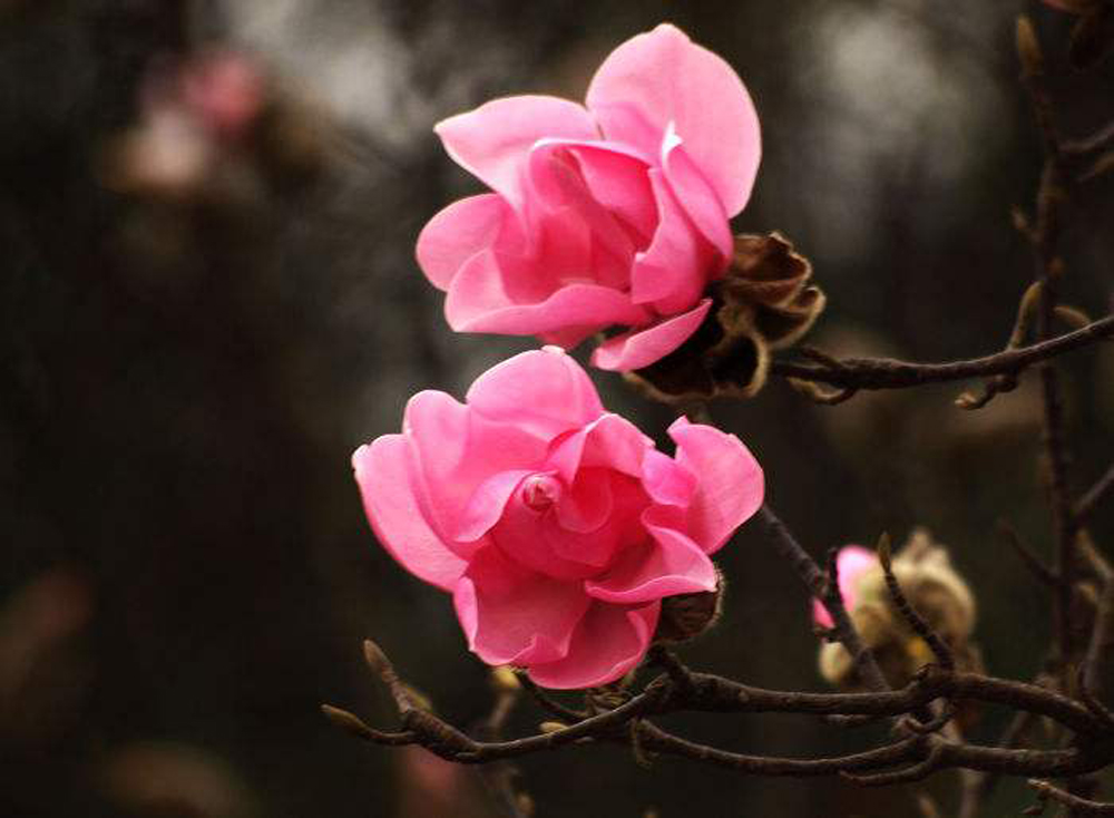 辛夷啊辛夷/二月河