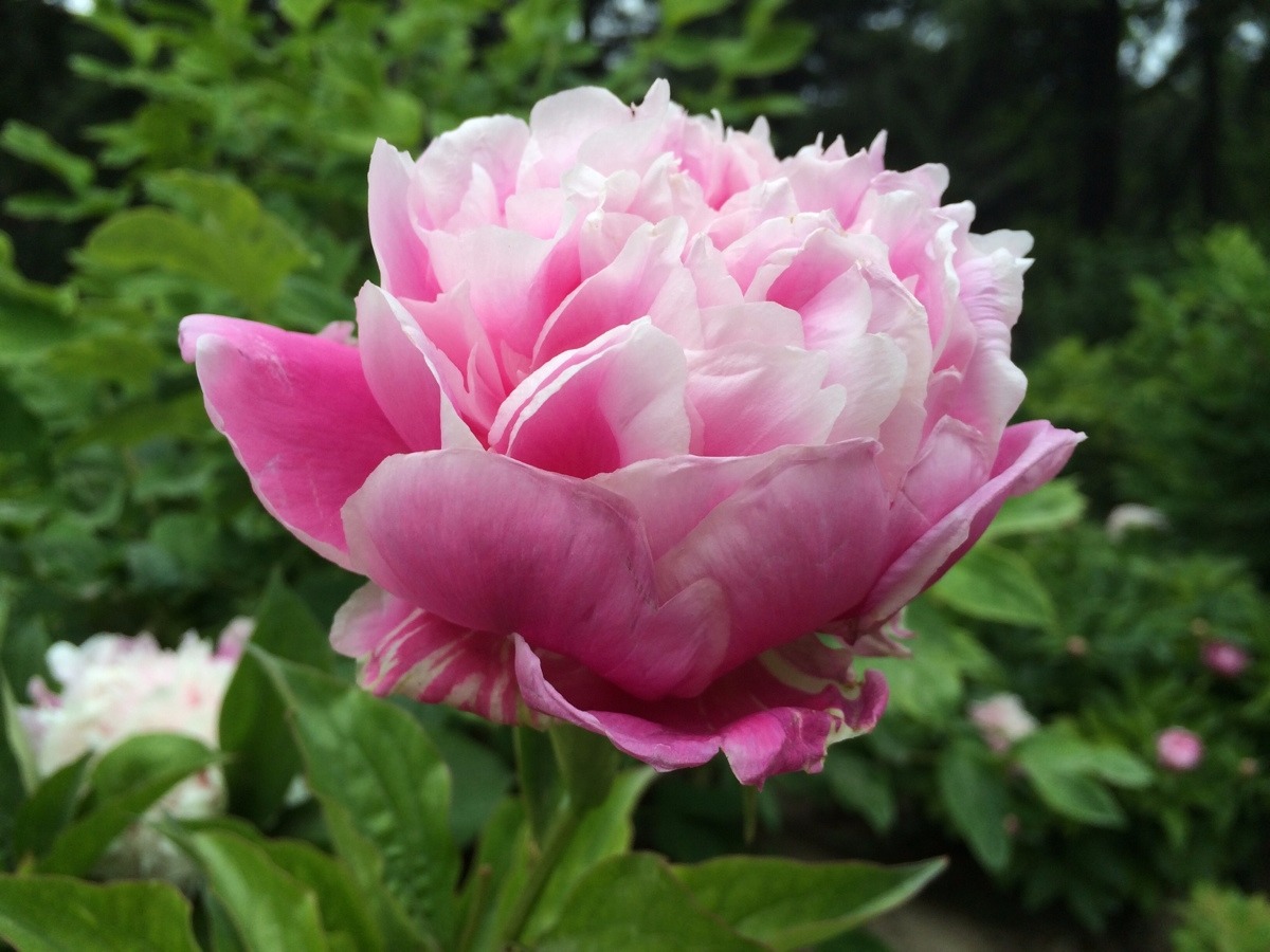 五一假期月季芍药正怒放 多个公园可赏花