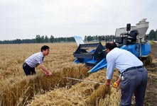 我国杂交小麦研发进入产业化阶段