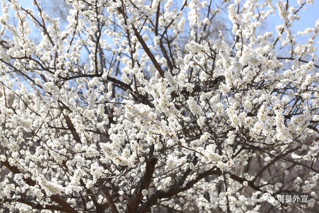 淇县油城村第四届梨花节开幕