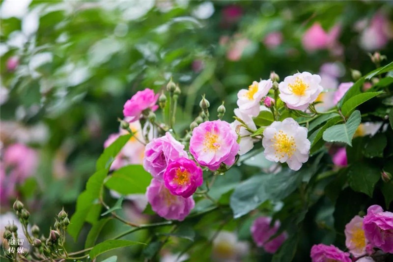 许昌学院偶遇“文艺花王”蔷薇